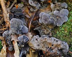 Image result for Virectaria major