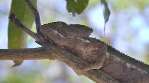 This video was made to show how unique and special those beautiful chameleons are. Chameleon Changing Colors Stock Video Footage 4k And Hd Video Clips Shutterstock