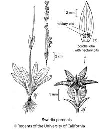 Image result for Swertia