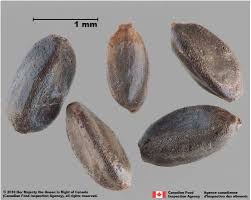 Image result for Cyperus nduru