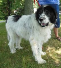 This newfoundland mix brown, black or white coat shed a lot, so keep a grooming schedule. Newfoundland Great Pyrenees Mix Breed Information