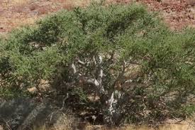 Image result for Boscia foetida