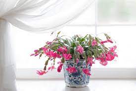 Christmas cactus is one of the most common christmas gifts, as well as a widely used decorative plant at christmas time. Are Christmas Cactus Poisonous To Dogs Vet Explains Pets
