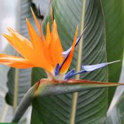 Image result for Strelitzia caudata