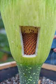 This Incredibly Rare Flower Blooming Is Literally Every Trypophobe S Worst Nightmare Rare Flowers Fruit Plants Bloom