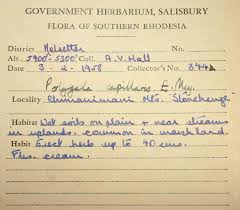 Image result for Polygala capillaris