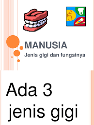 Check spelling or type a new query. Manusia Gigi Manusia