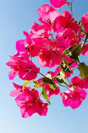 Pin On Bougainvilla