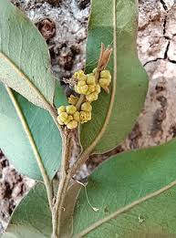 Image result for Putranjivaceae