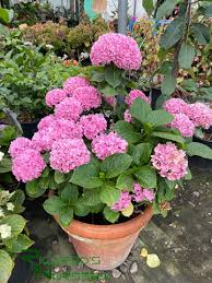 Image result for Hydrangea