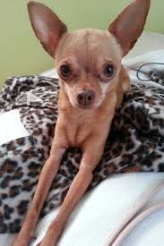 Chihauhau Cute Chihuahua Chihuahua Lover Chihuahua Love