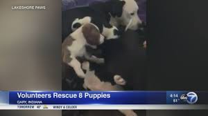 An indiana police officer rescued a litter of seven puppies from a dumpster in freezing weather by wrapping them in his coat. 8 Puppies Rescued Reunited With Mom At Valparaiso Animal Shelter Abc7 Chicago