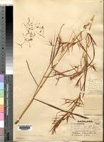 Image result for Hyparrhenia gazensis