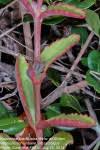 Image result for Kalanchoe brachyloba