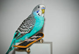 少量で致死量に達することもある インコに与えて良い野菜とダメな野菜 ライフハック手帖