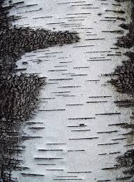 Birch Tree Bark And Stone Coupon Silver Birch Tree Texture Tree Bark Texture Tree Textures Patterns In Nature