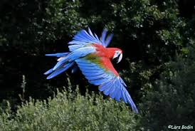 Image result for Acridocarpus chloropterus