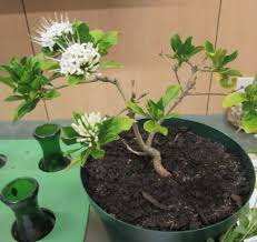 Image result for Pavetta gardeniifolia