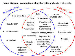 Improve your science knowledge with free questions in animal cell diagrams: Venn Diagram Prokaryotic And Eukaryotic Wiring Site Resource