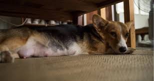 A slight variation, such as 37.7 ºc or 39.3 ºf (99.86 ºf or 102.74 ºf), should not be a cause for concern in principle. What Should I Do If My Pregnant Dog Has A 99 Degree Temp Petcoach