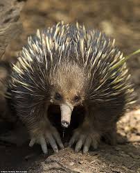 Shocking Photos Of Diseased Koalas At Australian Sanctuary Australian Native Animals Australia Animals Australian Animals