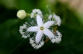 All flowers name in bengali. Id Patanga Phool Bengali Name Flowers In The Wild Flowers Pixoto