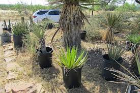 You can get more information from their website. Cactustown Usa San Angelo Texas