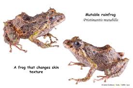 Image result for Pristimantis mutabilis