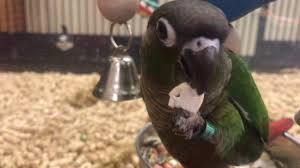 We did not find results for: Green Cheek Conure Eating Pumpkin Seeds Youtube