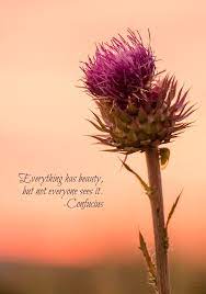 Artichoke Thistle Flower Quotes Best Flower Wallpaper