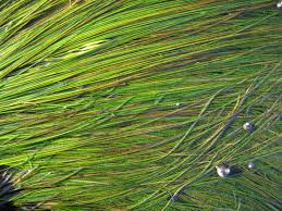 Image result for Phylohydrax