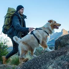 Explore Harness Padded Harness Rogz
