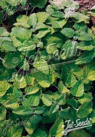 Image result for Melissa officinalis