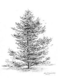 Pin On Trees