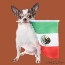 Are you looking for a spiritual or religious name for your new puppy or dog? Mexican Puppy Names 100s Of Names For Your Spanish Speaking Pup