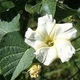 Image result for Ipomoea albivenia