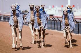 It's crazy how it's already november 2019! Camel Racing On Oct 29th 30th At Al Marmoom Dubai 2019