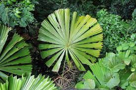 Check spelling or type a new query. We May Finally Understand Why Tropical Plants Have Huge Leaves New Scientist