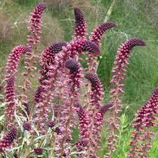 Image result for Lysimachia