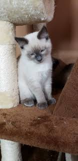 Nyc cats kittens & kitties for adoption. Balinese Kittens For Sale In Pa Petfinder