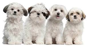 19 Teddy Bear Dog Breed A Complete Guide Pets Nurturing