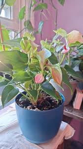 Image result for Leucas milanjiana