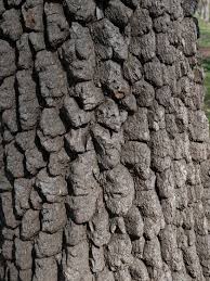 Persimmon wood is very hard and is used for manufacturing golf clubs. American Persimmon Diospyros Virginiana