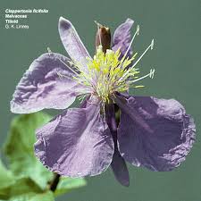 Image result for Clappertonia ficifolia