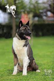 satilik egitimli amerikan akita club k9 kopek ciftligi ve binicilik merkezi kopek akita yavru kopek