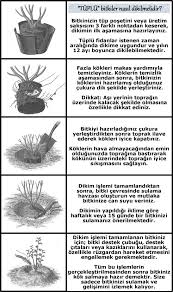 Meyve bahçesi tesisinin en önemli aşamasını fidan dikimi oluşturur. Tuplu Fidanlar Nasil Dikilir