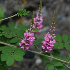 Image result for Indigofera secundiflora