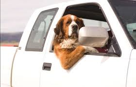 13 Dogs Who Stare Out Their Window Like A Nosy Neighbor Judging You Dogs Dog Car Funny Animals