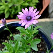 Image result for Gerbera viridifolia