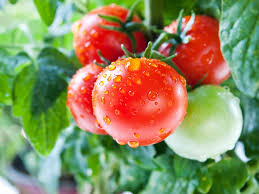 Green tomatoes gained national fame in the early 90s with the movie, green tomatoes at the whistle stop cafe, based on the book by fannie flagg. How To Prepare And Eat Tomatoes Low Fat Cooking